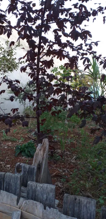 TERRENO NO RES DOM BOSCO