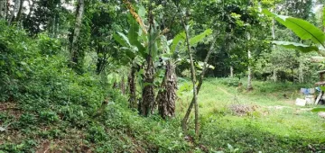 Terreno perfeito para um sítio em Ilhabela