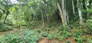 Terreno perfeito para um sítio em Ilhabela