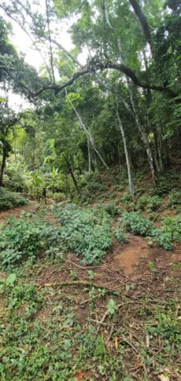 Terreno perfeito para um sítio em Ilhabela