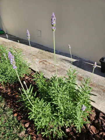 Imperdível! Casa 3 Dormitórios Reformada em Parque Nova Esperança - 500 m² de Terreno