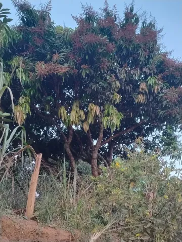 LINDA CHACARA EM JAMBEIRO, SEU LOCAL DE DESCANSO